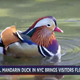 Image for article titled Stop Feeding the Hot Duck